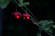 Euonymus americanus.jpg
