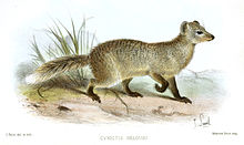 Paracynictis selousi Smit.jpg