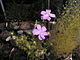 Drosera stricticaulis Darwiniana.jpg