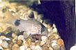 Corydoras panda 01.jpg