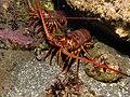 California Spiny Lobster.jpg