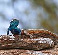 Southern Rock Agama (Agama atra) male (32195027153).jpg