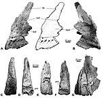 Diplodocinae indet. - Tendaguru Formation.jpg