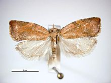 Argyrotaenia franciscana female.jpg