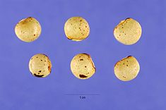 Cajanus cajan Steve Hurst 1.jpg