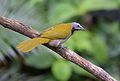 Buff-throated Saltator (24834629490).jpg