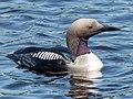 Gavia arctica EM1B1934 (48009481846).jpg