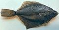 Platichthys solemdali 2.jpg