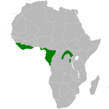 Calyptocichla serina distribution map.png