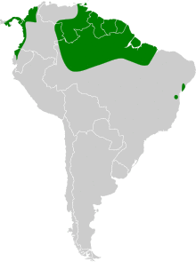 Chaetura spinicaudus map.svg