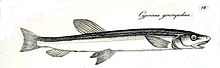 Gonorynchus gonorynchus.jpg