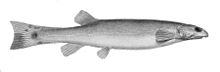 Henonemus macrops.jpg