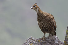 Himalayan Monal Adult Female Tungnath Rudraprayag Uttarakhand India 14.06.2013.jpg