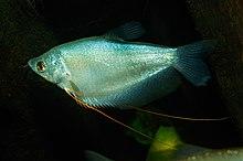 Trichopodus microlepis - Karlsruhe Zoo 01.jpg