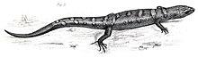 Tropidophorus berdmorei.jpg
