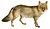 Dogs, jackals, wolves, and foxes (Plate XVII).png