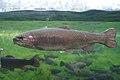 Oncorhynchus mykiss у Будапешцкім Акеанарыуме 11.JPG