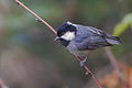 Rufous-vented Tit Lungthu Pangolakha WLS East Sikkim India 18.10.2015.jpg