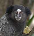 Sagui Tufos Pretos (Callithrix penicillata).jpg