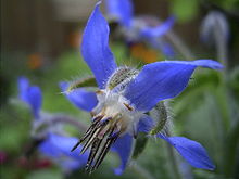 Borage-flower-hr.jpg