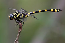 Common Clubtail (Ictinogomphus rapax) W IMG 0224.jpg