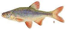 Common shiner.jpg