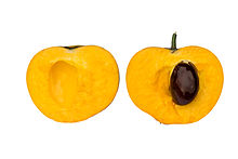 Egg fruit cross section DS.jpg