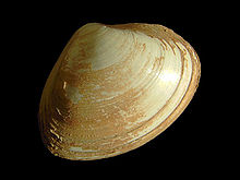 Spisula solida.jpg
