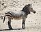 Hartmann zebra hobatere S.jpg