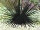 Sea urchin (217110954).jpg