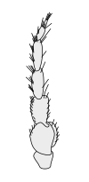 Crustacean antenna - Isopoda Austroarcturus africanus 2nd-antenna.svg