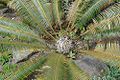 Dioon tomasellii.jpg