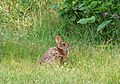 New England cottontail rabbit animal sylvilagus transitionalis.jpg