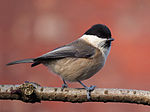 Poecile montanus kleinschmidti.jpg