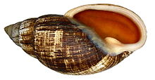 Placostylus fibratus Martyn, 1789 (4192730777).jpg