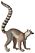 FMIB 46849 Primates Maki Moccoe Lemur catta (white background).jpeg