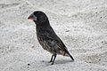 Geospiza conirostris -Espanola, Galapagos, Ecuador-29Sept2010.jpg