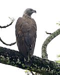 Grey-headed Fish-Eagle (Icthyophaga ichthyaetus) adult - Flickr - Lip Kee (3).jpg