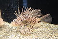 Pterois lunulata.jpg