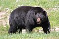 Ursus americanus PO 03.jpg