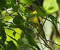 Western Black-headed Oriole - Kakum NP - Ghana 14 S4E3089 (16016463070) (cropped).jpg