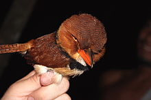 Collared Puffbird.jpg