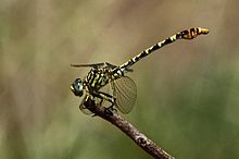 Onychogomphus supinus 2012 03 27.jpg