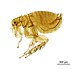 NHMUK010177265 The plague flea - Xenopsylla cheopis cheopis (Rothschild, 1903).jpg