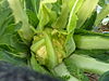 Broccolo torbole 1.jpg