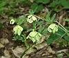 Helleborus bocconei 2.jpg