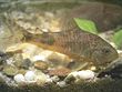 Corydoras paleatus by NiKo.jpg