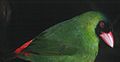 1976.05.02 Pink-billed Parrot-Finch Savura Creek, Fiji 2755.jpg