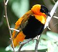 Orange Bishop 001.jpg