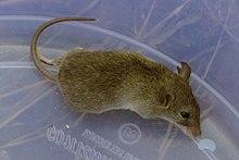 Cremnomys cutchicus crop.JPG